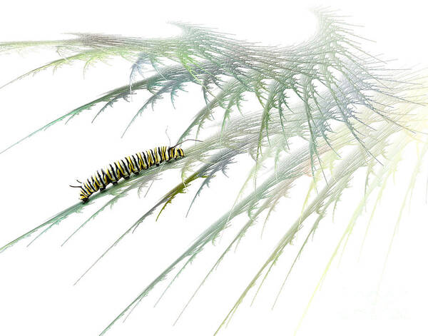 Caterpillar Poster featuring the photograph Wormwood by Jan Piller