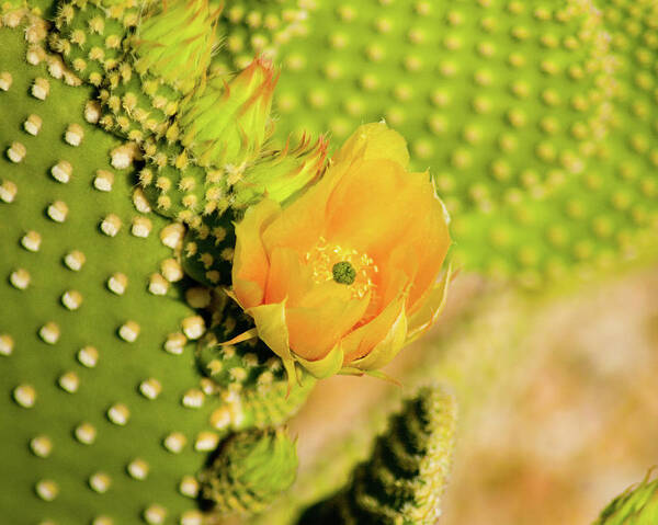 Flowers Poster featuring the photograph Yellow Cactus Flower by Bill Barber