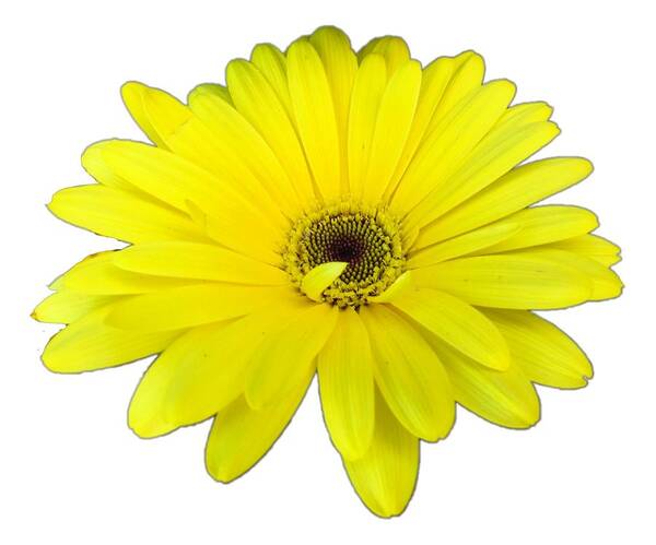Yellow Poster featuring the photograph Yellow Daisy Flower by Delynn Addams by Delynn Addams