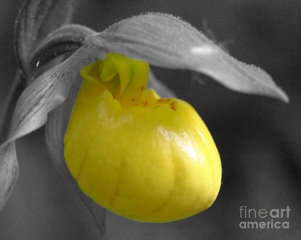 Lady Slipper Poster featuring the photograph Yellow Lady Slipper Partial by Smilin Eyes Treasures