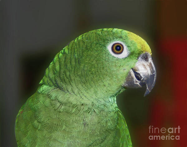 Parrot Poster featuring the photograph Yellow Naped Amazon Parrot by Smilin Eyes Treasures