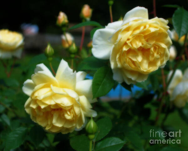 Rose Poster featuring the photograph Yellow Roses by Smilin Eyes Treasures