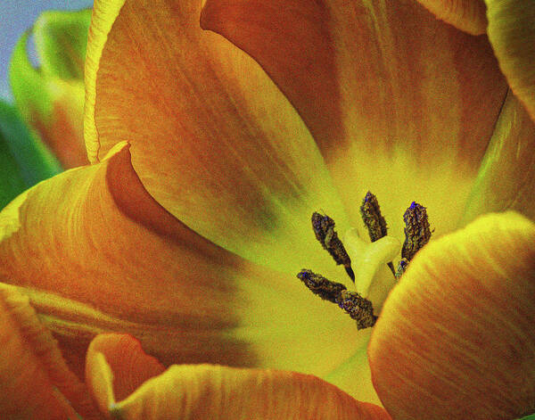 Flowers Poster featuring the photograph Yellow Tulip by David Thompsen