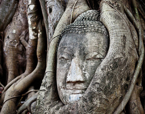 Art Poster featuring the photograph Buddha Head Wrapped In A Tree #1 by Traveler1116