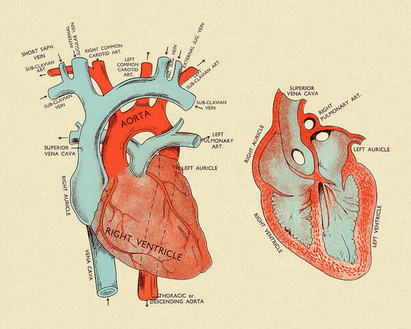 Anatomical Poster featuring the drawing Diagram of Heart #1 by CSA Images