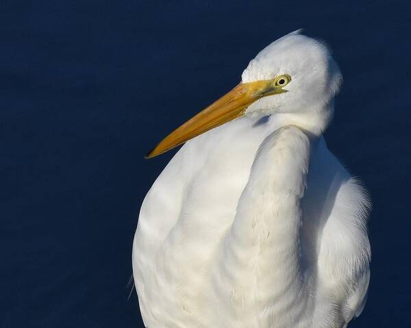 Great Egret Poster featuring the photograph Great Egret #1 by Chip Gilbert