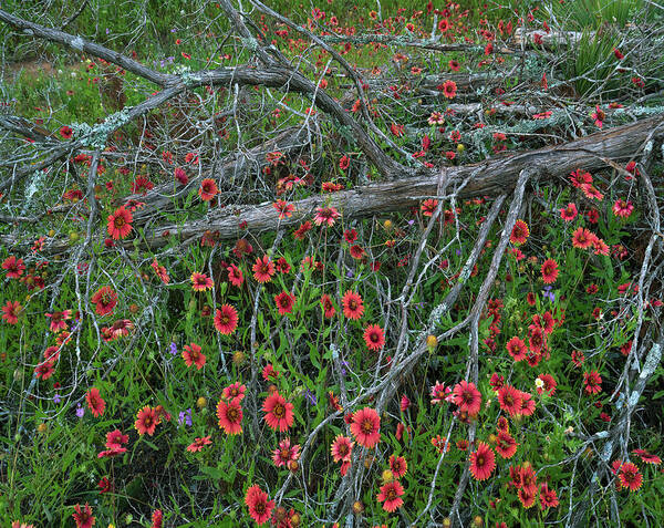 00567593 Poster featuring the photograph Indian Blanket And Dead Juniper Tree, Inks Lake State Park, Texas #1 by Tim Fitzharris
