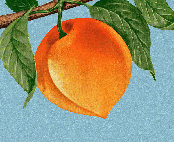 Blue Background Poster featuring the drawing Peach #1 by CSA Images