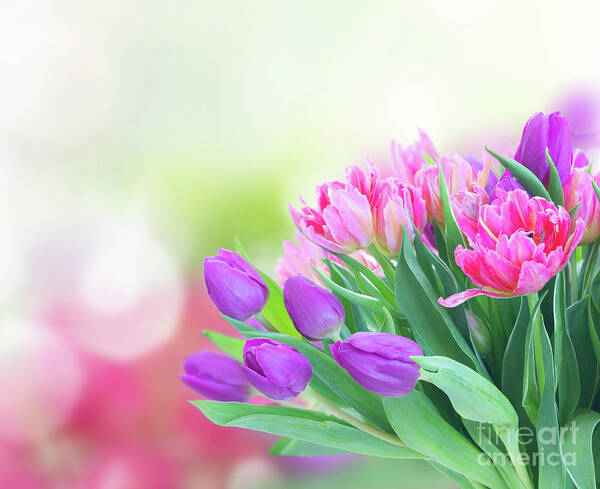 Tulips Poster featuring the photograph Mauve Affair by Anastasy Yarmolovich