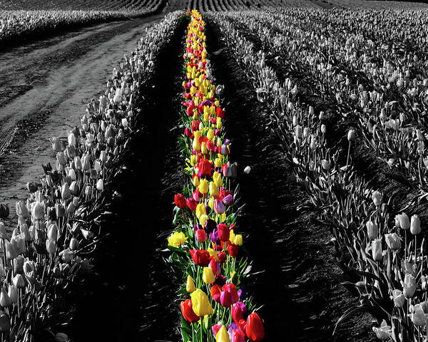Tulips Poster featuring the photograph Rows of Tulips #2 by Bonnie Bruno