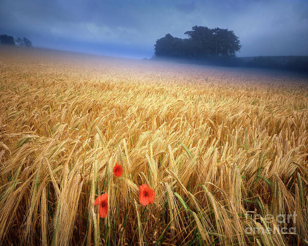 Nag861758 Poster featuring the photograph Summertime #1 by Edmund Nagele FRPS