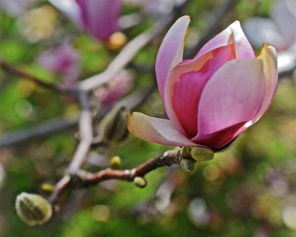 Magnolias Poster featuring the photograph 2019 Vernon Magnolia 1 by Janis Senungetuk