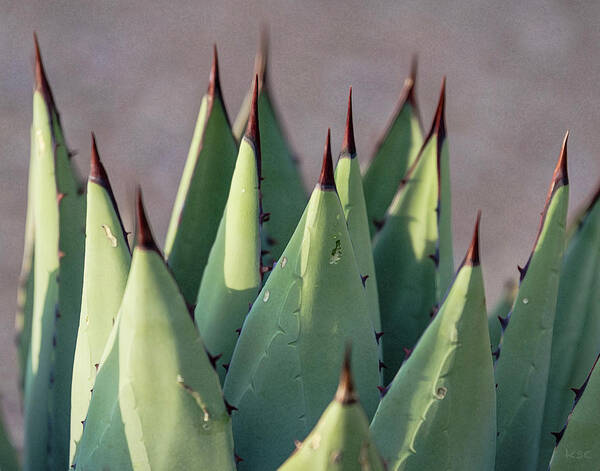 Agave Poster featuring the digital art Agave 1 by Karen Conley