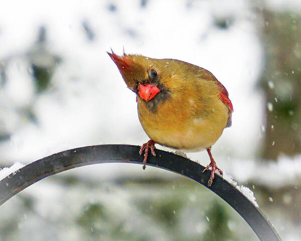 Cardinal Poster featuring the photograph Askance by Tana Reiff