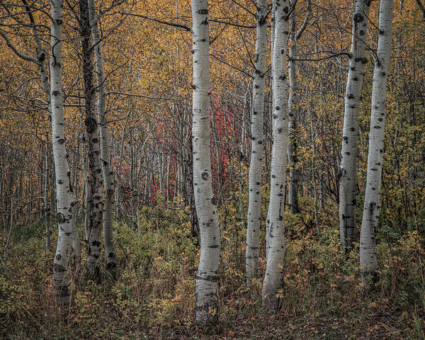 Aspens Poster featuring the photograph Aspens by Laura Hedien