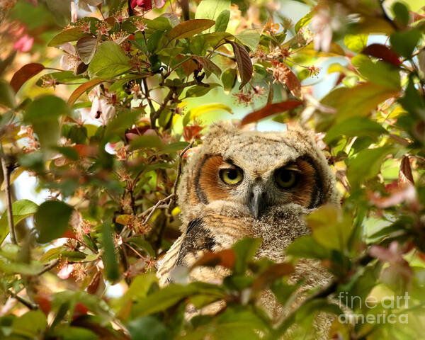 Great Horned Owl Poster featuring the photograph Baby owl in spring blossoms by Heather King