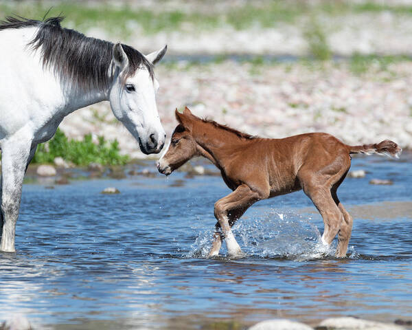 Wild Horses Poster featuring the photograph Baby's first river trip by Mary Hone