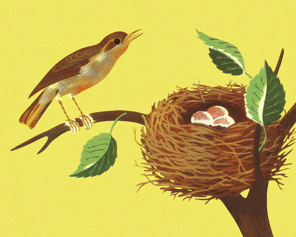 Animal Poster featuring the drawing Bird and Bird's Nest on a Branch by CSA Images