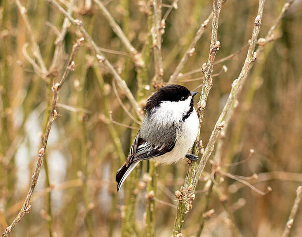 Black Capped Chickadee Poster featuring the photograph Black Capped Chickadee Print by Gwen Gibson