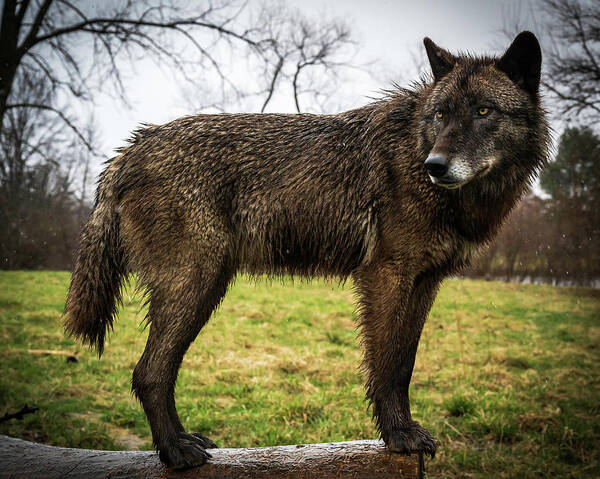 Wolf Wolves Poster featuring the photograph Black Wolf by Laura Hedien