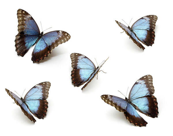 White Background Poster featuring the photograph Blue Butterflys by Proxyminder