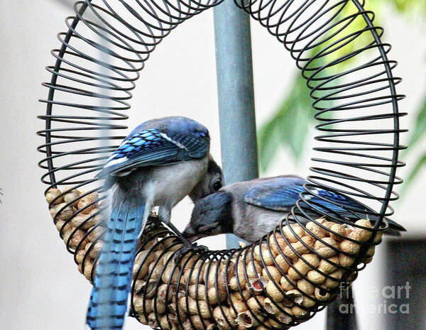 Female Blue Jay Poster featuring the photograph Blue Jays Wooing 1 by Patricia Youngquist