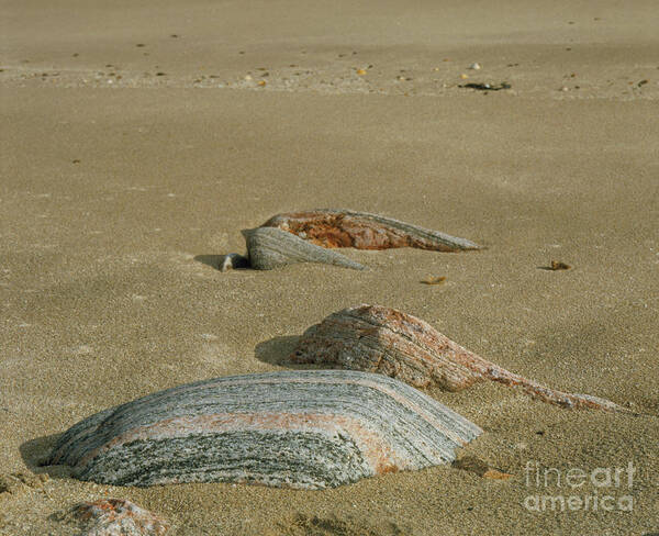 Gneiss Poster featuring the photograph Boulders Of Lewisian Gneiss On A Beach by Michael Marten/science Photo Library