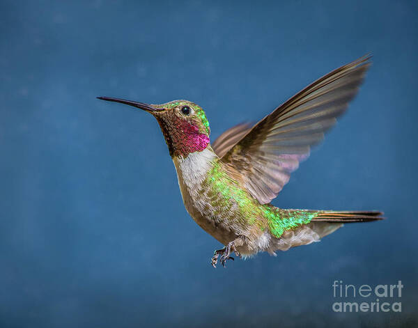 Broad Poster featuring the photograph Broad-Tailed Beauty by Melissa Lipton