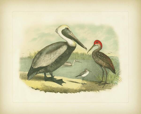 Animals & Nature Poster featuring the painting Brown Pelican Pl. Lxxxiv (ea) by Studer