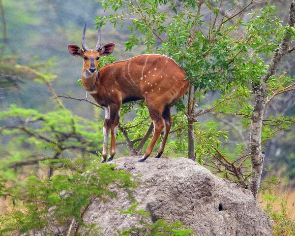 Bush Buck Poster featuring the photograph Bush Buck by Peter Kennett