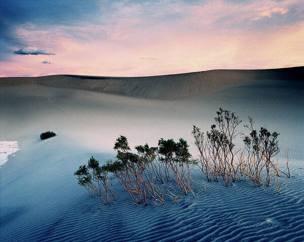 Scenics Poster featuring the photograph Bushes In Sand Dunes At Dusk by Gary Yeowell