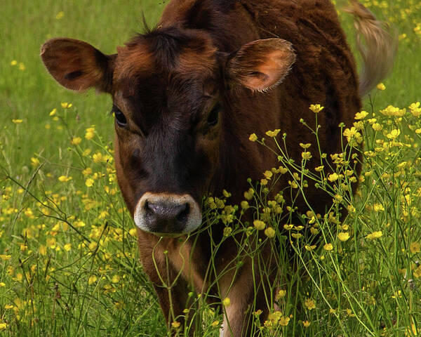 Cow Poster featuring the photograph Buttercup Closeup by Tim Kirchoff