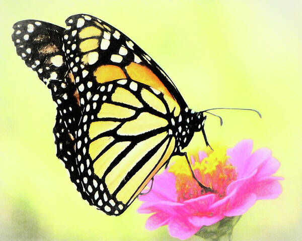 Nature Poster featuring the photograph Butterfly's Embrace by Susan Hope Finley