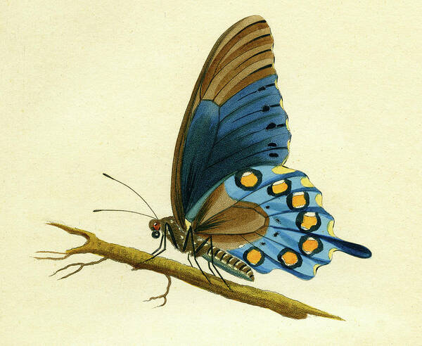 Entomology Poster featuring the mixed media butterfy detail - Papilio Philenor by Unknown