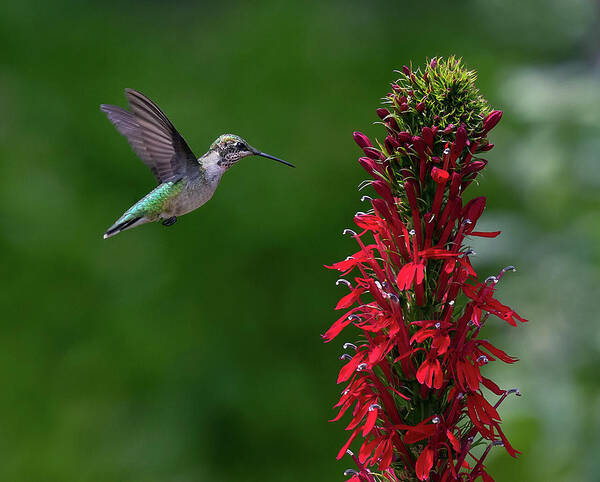 Bird Poster featuring the photograph Cardinal Attraction by Art Cole