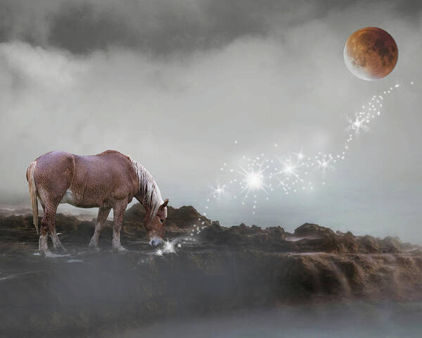 Horse Poster featuring the photograph Catch A Falling Star by Rebecca Cozart