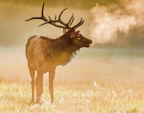Elk Poster featuring the photograph Frosty Bugle Breath by Marcy Wielfaert