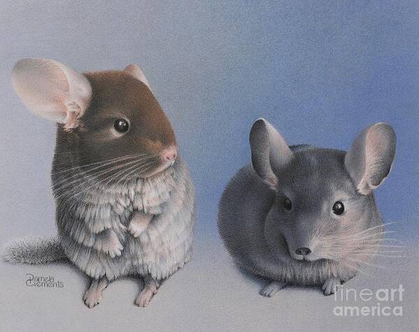 Chinchilla Poster featuring the drawing Chins Up by Pamela Clements