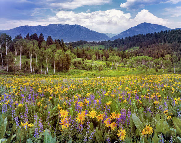 Idaho Scenics Poster featuring the photograph Color of Spring by Leland D Howard