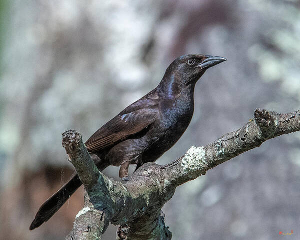 Nature Poster featuring the photograph Common Grackle DSB0347 by Gerry Gantt