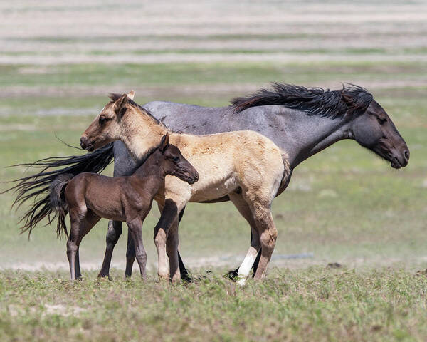 Wild Horses Poster featuring the photograph Contrasts by Mary Hone