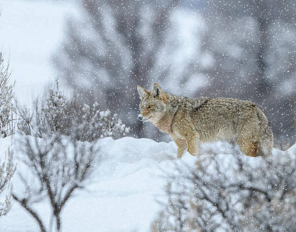 Coyote Poster featuring the photograph Coyote In Snow by Galloimages Online