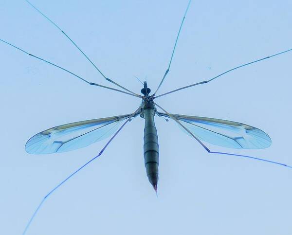 - Crane Fly Poster featuring the photograph - Crane Fly by THERESA Nye