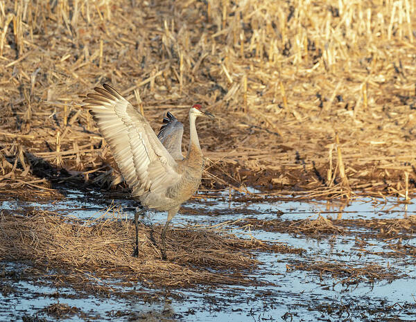 Sandhill Crane Poster featuring the photograph Dancing Sandhill Crane 2019-2 by Thomas Young