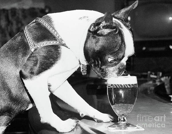 Enjoyment Poster featuring the photograph Dog Drinking Beer From Glass In Bar by Bettmann