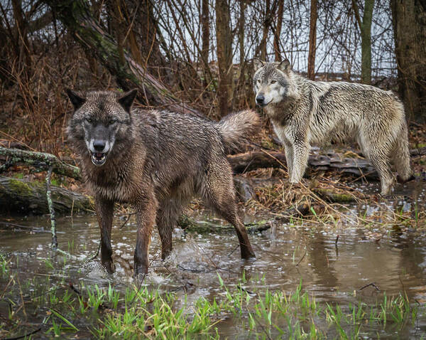 Black Wolf Wolves Poster featuring the photograph Double Trouble by Laura Hedien
