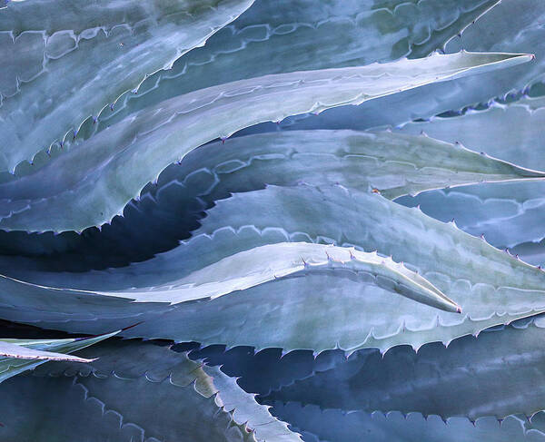 Blue
Agave
Abstract
Plant
Nature
Patterns Poster featuring the photograph Early Morning Agave Blues by Robin Wechsler