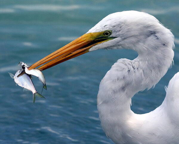 Nature Poster featuring the photograph Egret Feeding by Rob Wallace Images