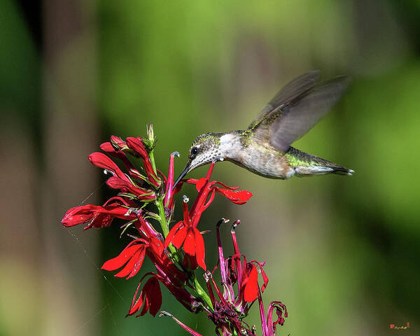 Nature Poster featuring the photograph Female Ruby-throated Hummingbird DSB0319 by Gerry Gantt