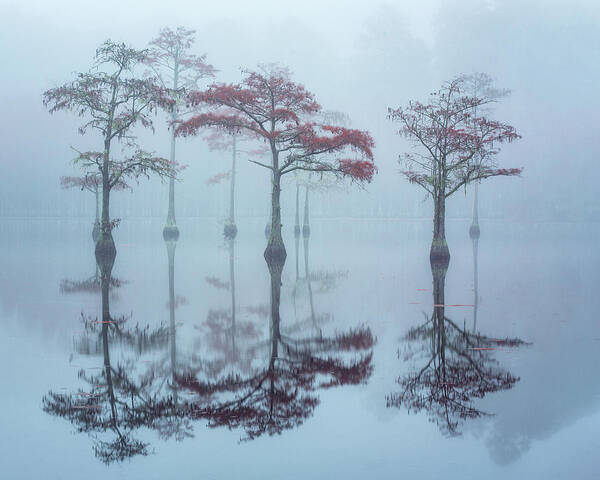 Abstract Poster featuring the photograph Foggy Morning on Cypress Lake by Alex Mironyuk